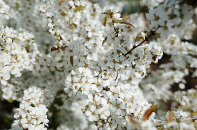 Close-up of white flowers blooming outdoors