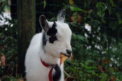 Close-up of goat eating a leaf