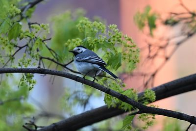 Bird perching on a branch