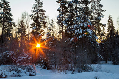 Sun shining through trees on snow covered field