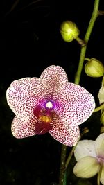 Close-up of pink orchid blooming outdoors