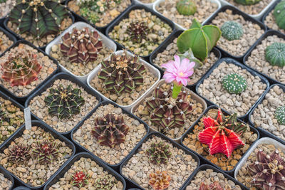 High angle view of potted plants