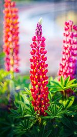 Close-up of pink flowers blooming outdoors