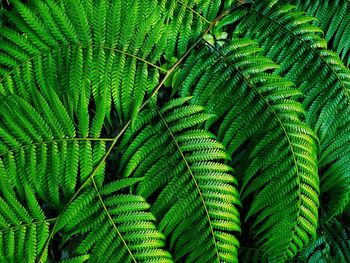 Full frame shot of palm tree