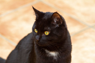 Close-up portrait of black cat