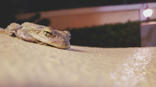 Close-up of a lizard