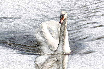 High angle view of swan swimming in lake