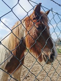 Horses in a fence