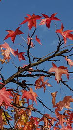 Low angle view of maple tree against sky