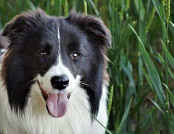 Close-up portrait of black dog