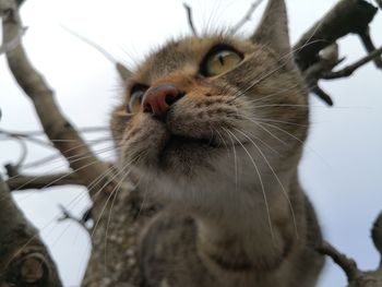 Close-up of a cat