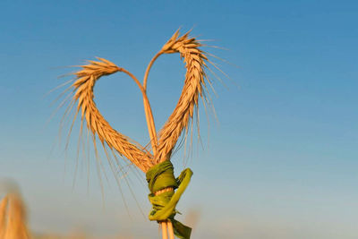 Close-up of stalks against blue sky