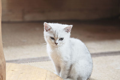 Portrait of white cat sitting on floor