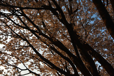 Low angle view of tree against sky