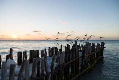 Seagulls flying over wooden pier in sea