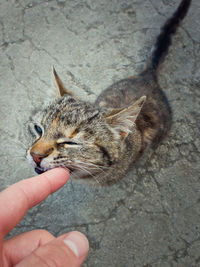 Hand holding cat