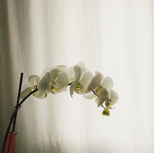 Close-up of white flowers in vase at home