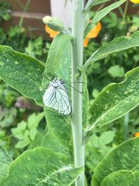 Close-up of butterfly on leaf
