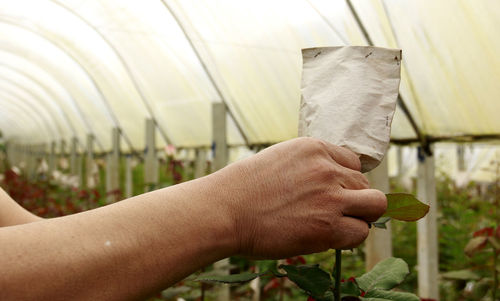 Using paper to wrap roses to prevent animals or insects from destroying flowers.