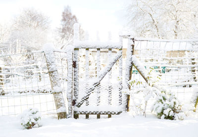 Snow covered plants by trees during winter