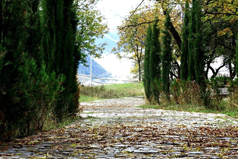 tree, the way forward, diminishing perspective, tranquility, transportation, vanishing point, tranquil scene, growth, road, footpath, nature, day, long, outdoors, beauty in nature, pathway, walkway, no people, scenics, street