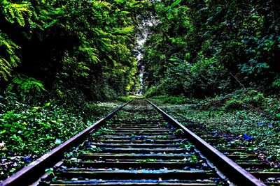 View of railroad tracks in forest