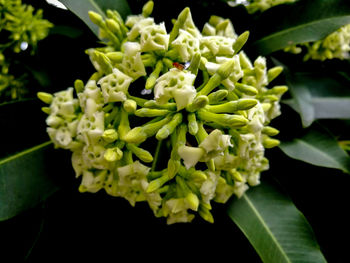 Close-up of white flowering plant