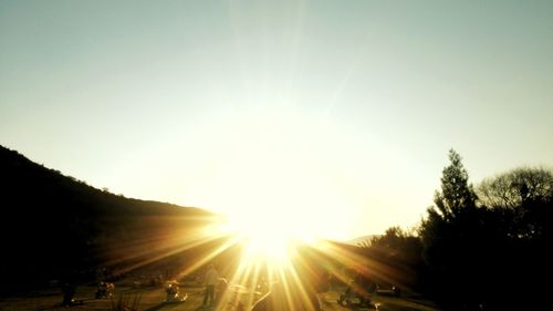 Sun shining through trees