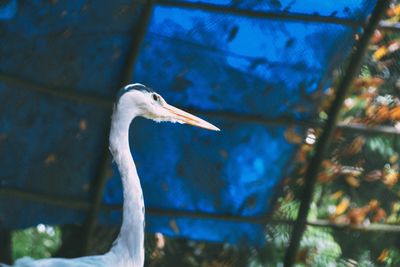 Close-up of grey heron by fence