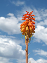 Close-up of flower against clear sky