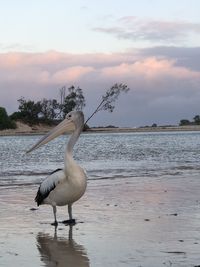 Bird on beach against sky during sunset