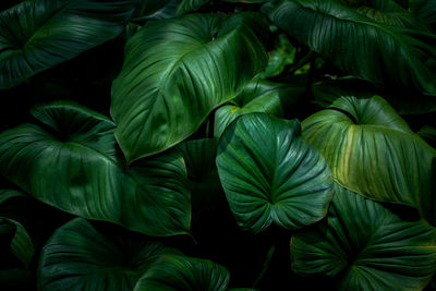 Full frame of green leaves texture . tropical nature background.