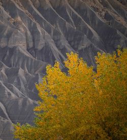 View of yellow flowers on mountain during autumn
