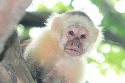 Close-up of monkey