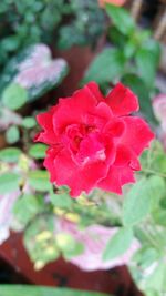 Close-up of rose blooming outdoors