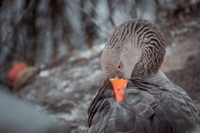 Close-up of bird