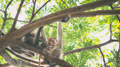 Low angle view of monkey on tree in forest