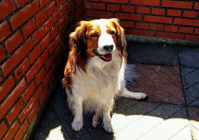 Portrait of dog sitting outdoors