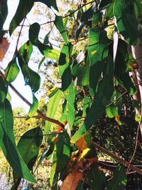 Low angle view of flowering plant