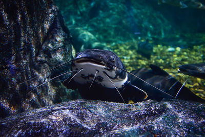 Close-up of turtle on rock