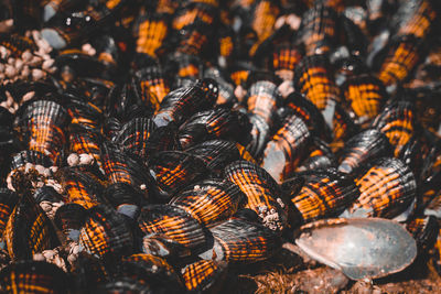 Full frame shot of seashells