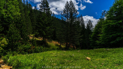 Trees in forest against sky