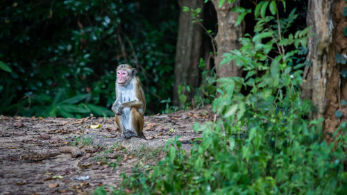 Monkey on field against trees