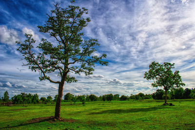 Trees on field against cloudy sky