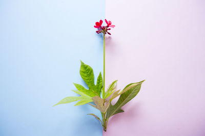 Close-up of flower over white background