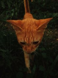 Close-up of cat on field