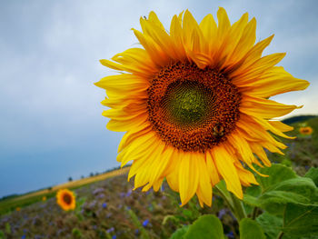 Close-up of sunflower