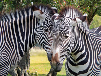 Zebras standing in a zebra