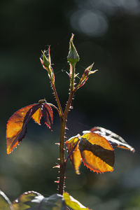 Close-up of plant during autumn