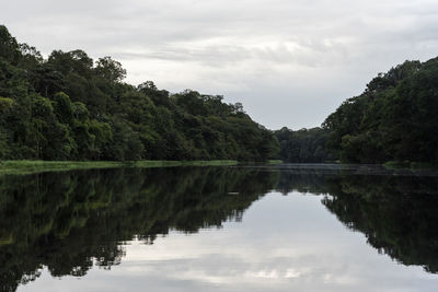 Typical amazon rainforest and river landscape near negro river